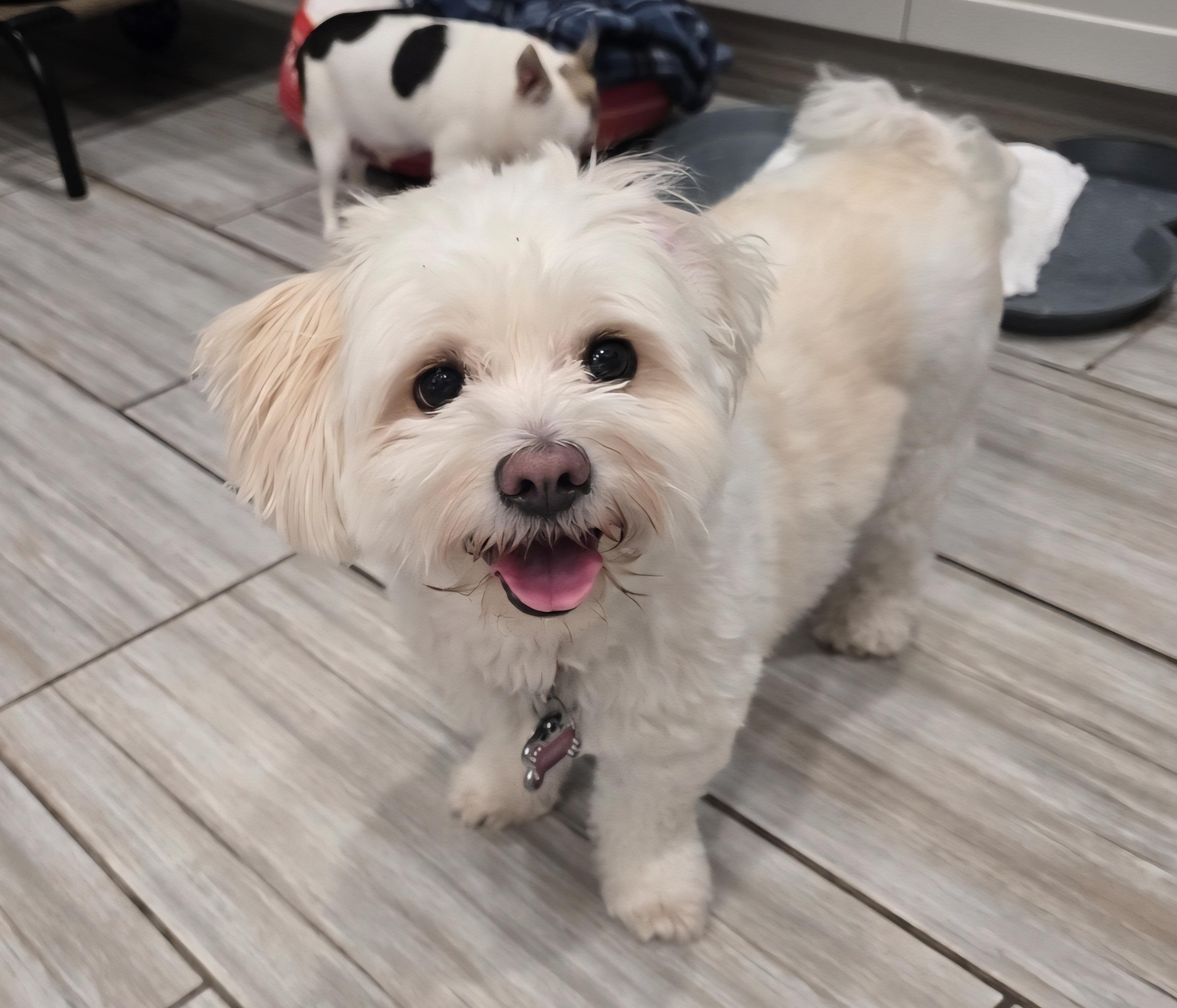 Enlarge HONEY, an adopted mixed breed in Phoenix, AZ image 2/4