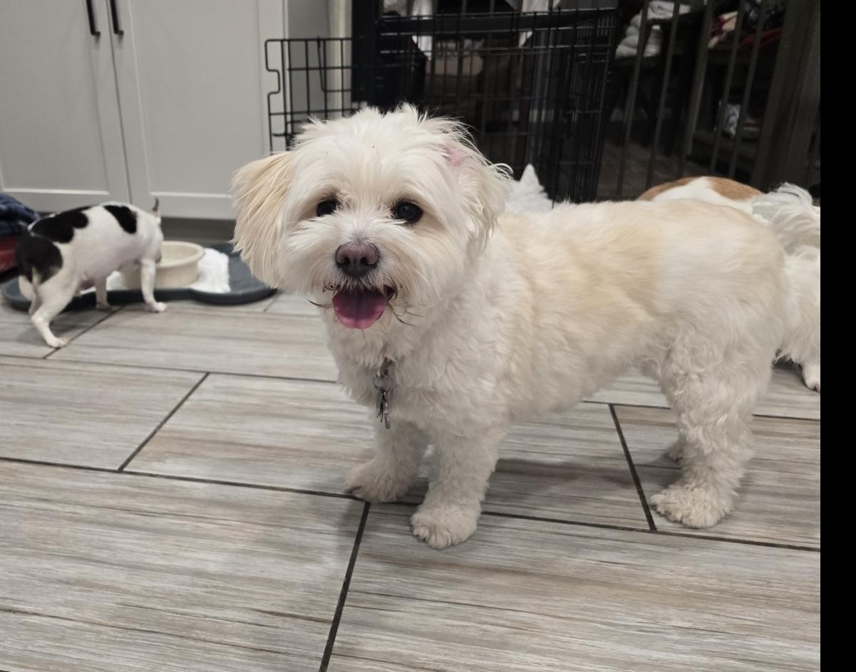 Enlarge HONEY, an adopted mixed breed in Phoenix, AZ image 3/4