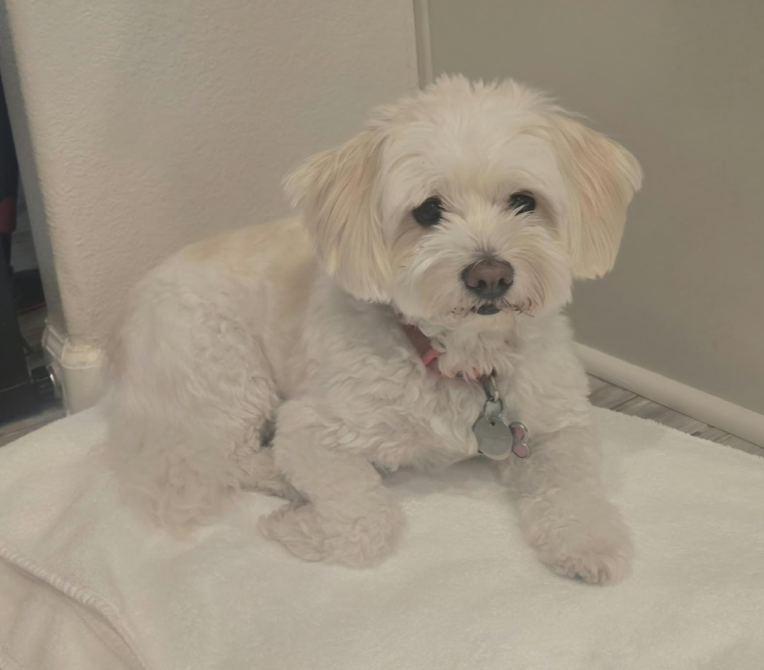 Enlarge HONEY, an adopted mixed breed in Phoenix, AZ image 4/4