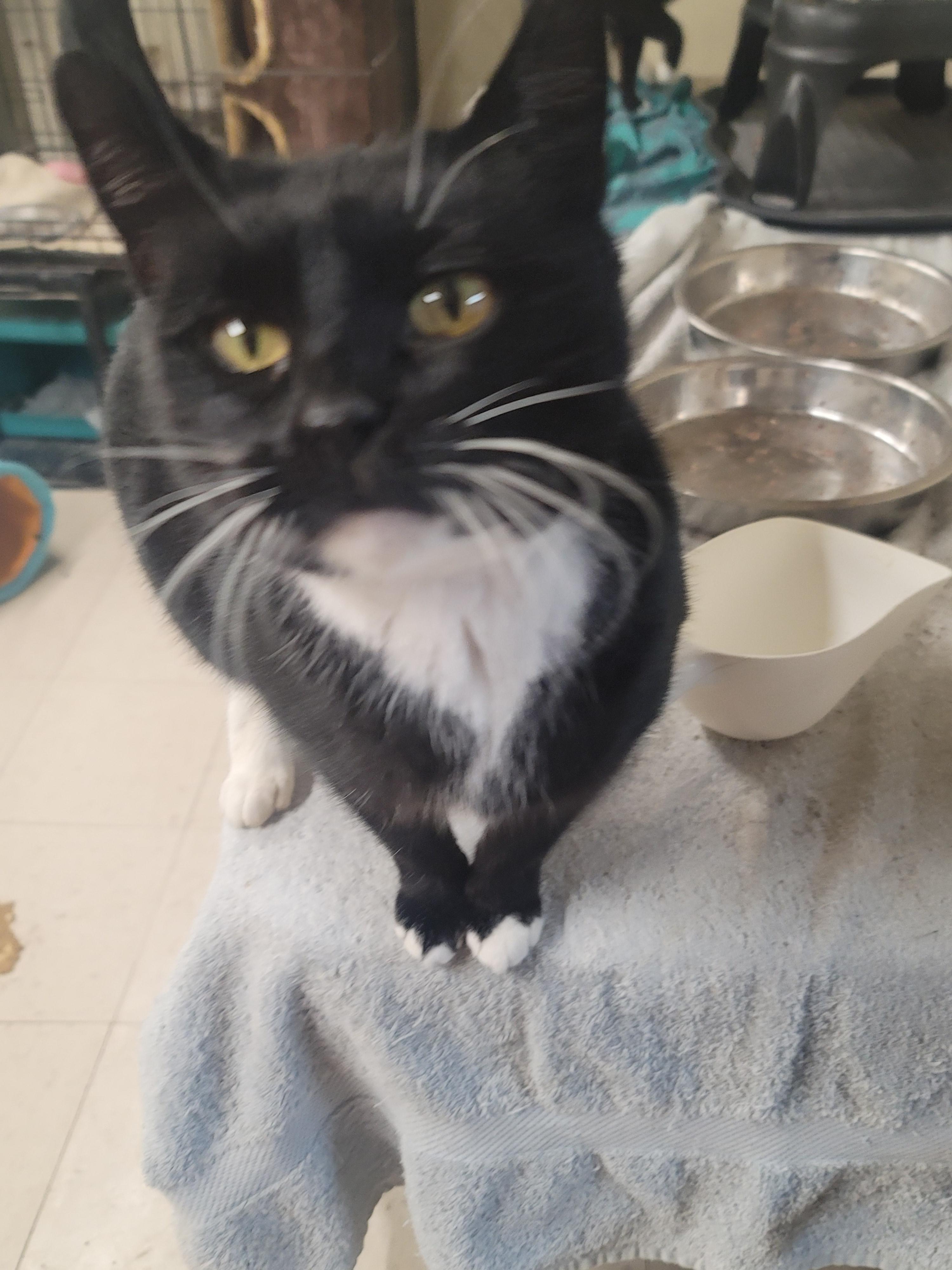 Enlarge Mittens, a Adoptable Domestic Short Hair in Winston-Salem, NC image 3/4