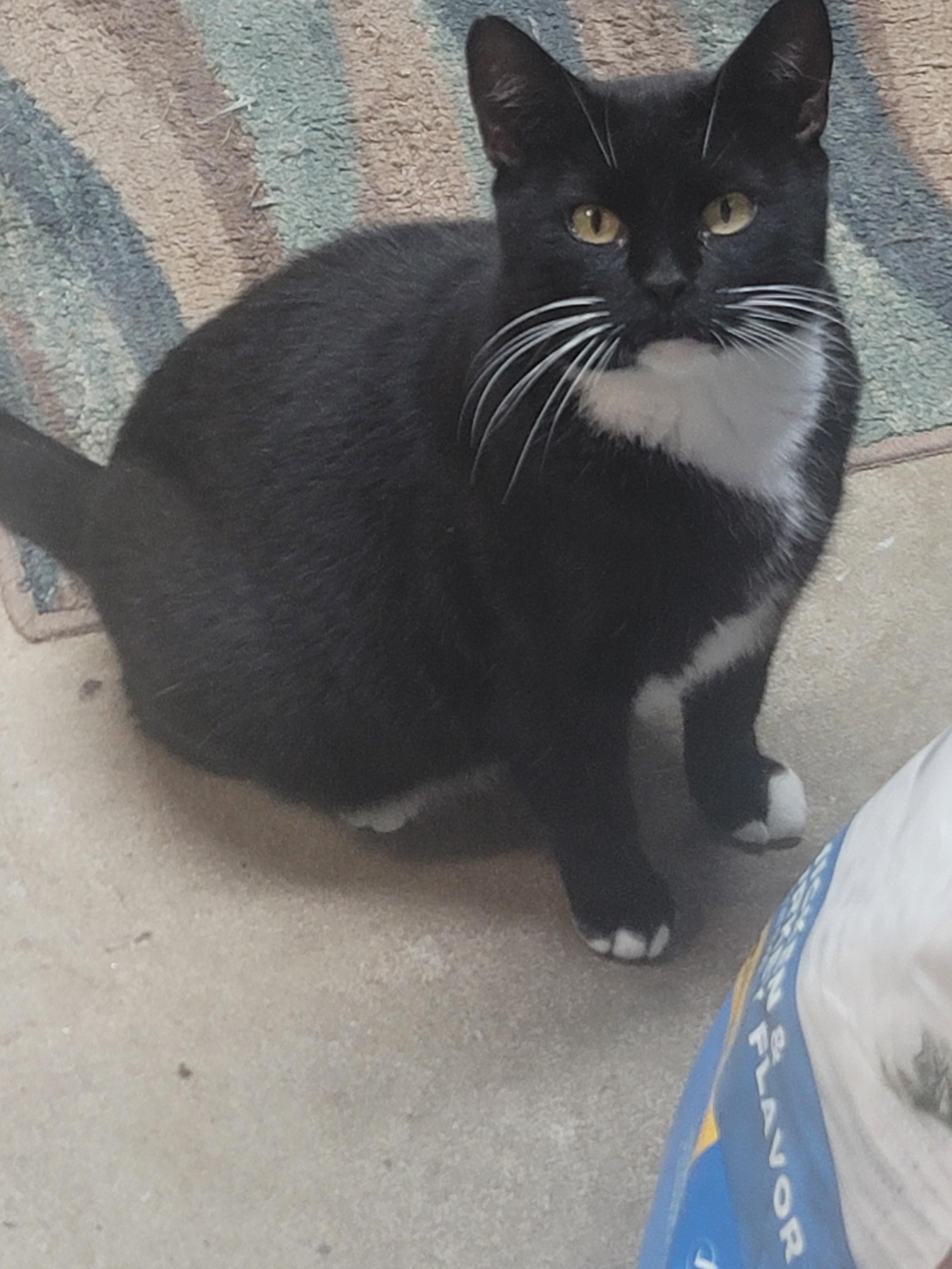 Mittens, ADOPTABLE, Adult Female Domestic Short Hair.