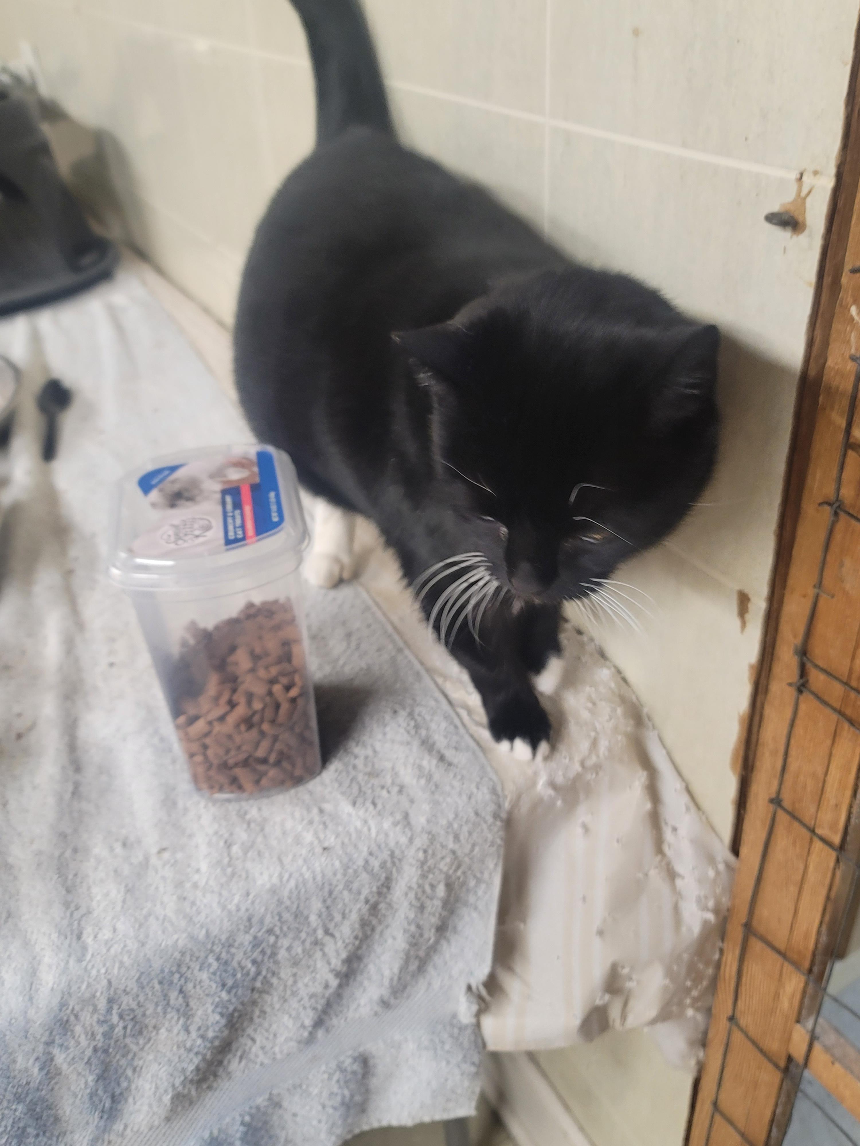 Enlarge Mittens, a Adoptable Domestic Short Hair in Winston-Salem, NC image 4/4