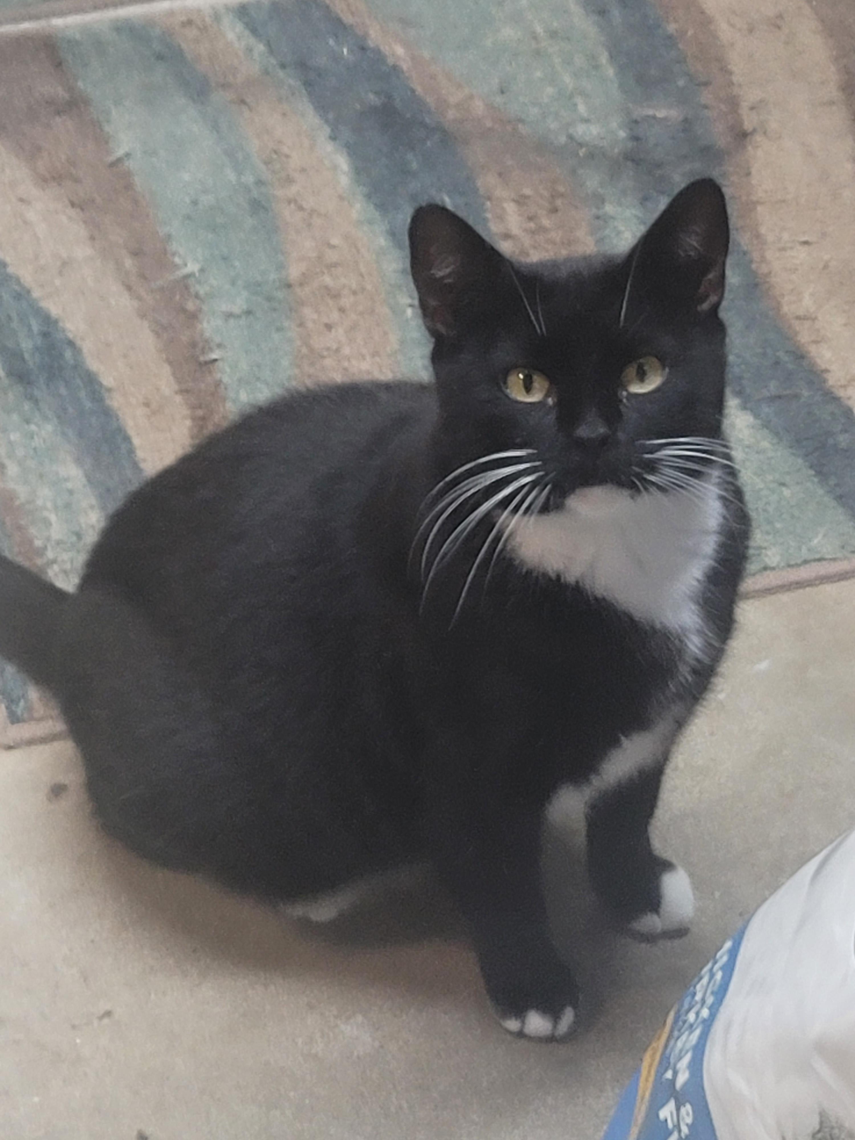 Enlarge Mittens, a ADOPTABLE Domestic Short Hair in Winston-Salem, NC image 2/2
