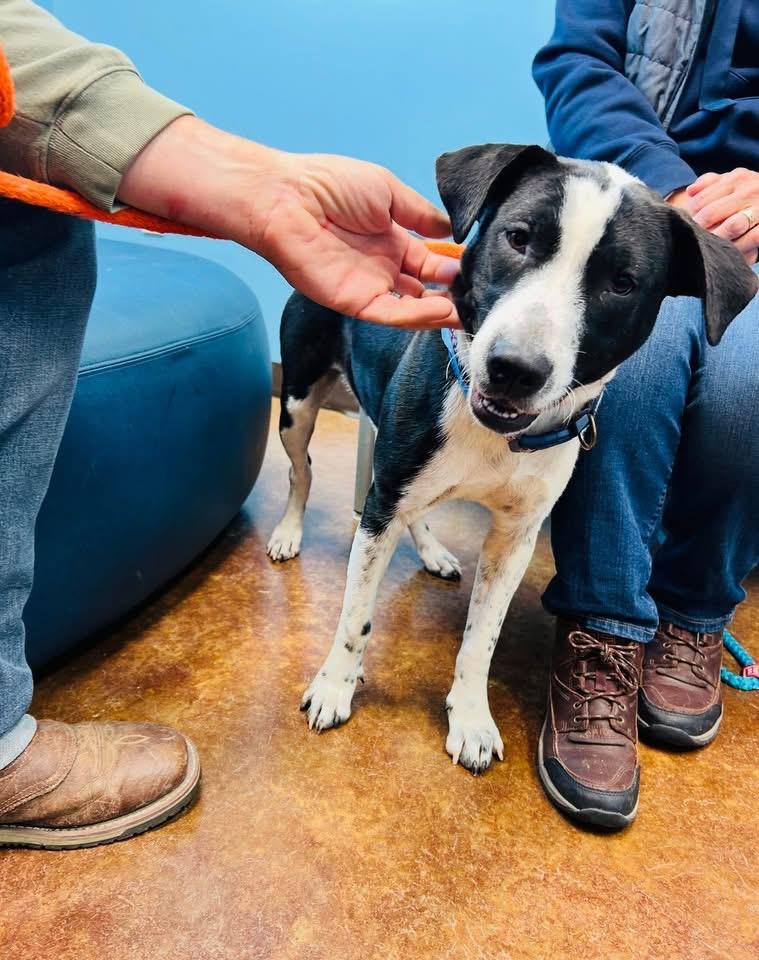 Millie, Adoptable, Young Female Australian Cattle Dog / Blue Heeler & Pit Bull Terrier.