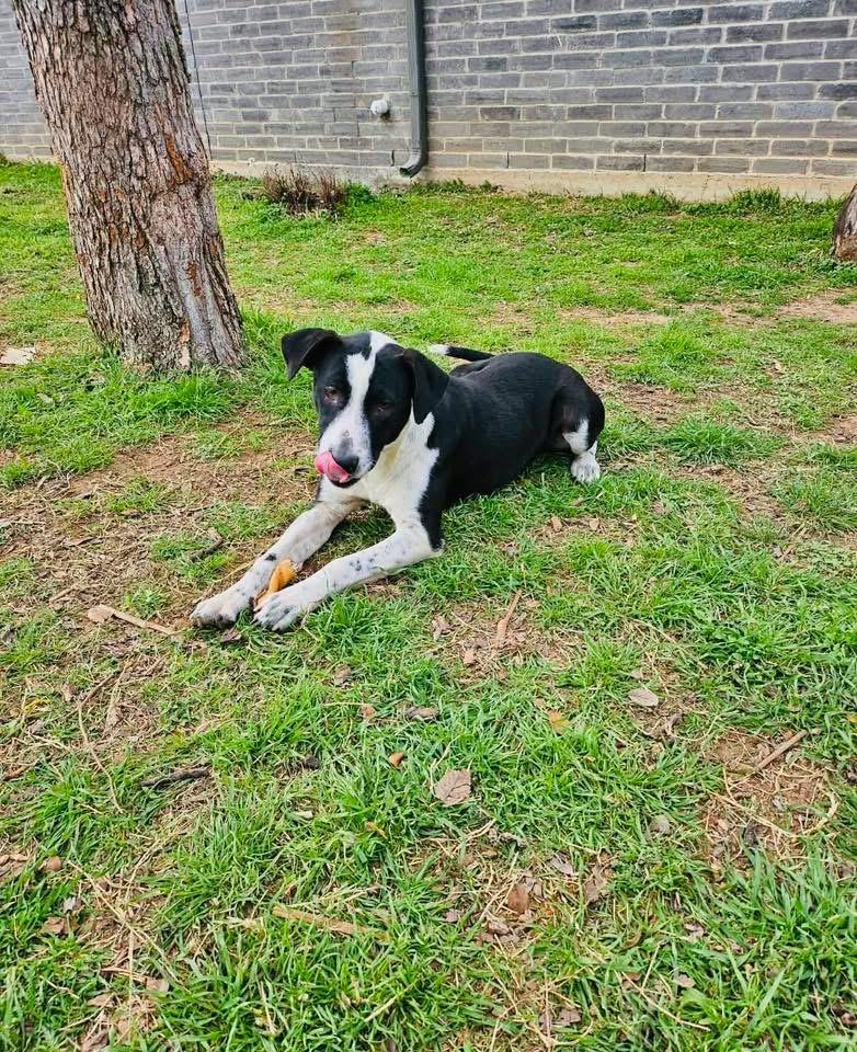 Enlarge Millie, a Adoptable mixed breed in Fuquay-Varina, NC image 4/6