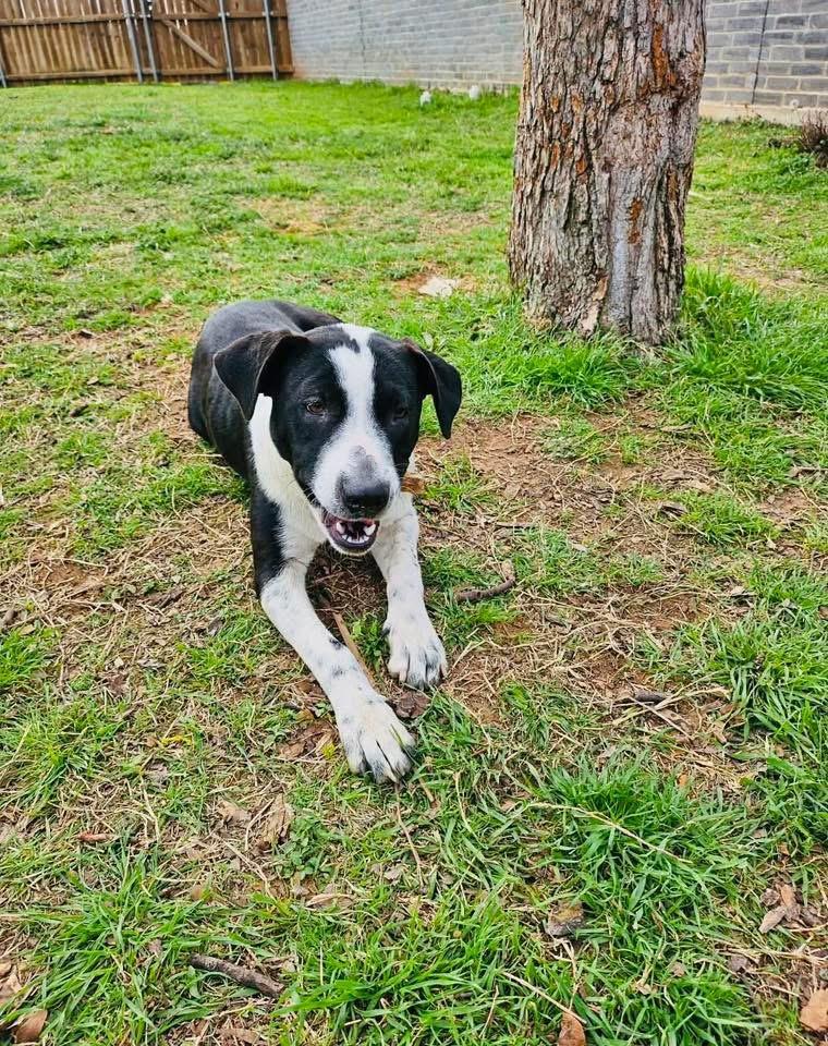 Enlarge Millie, a Adoptable mixed breed in Fuquay-Varina, NC image 6/6