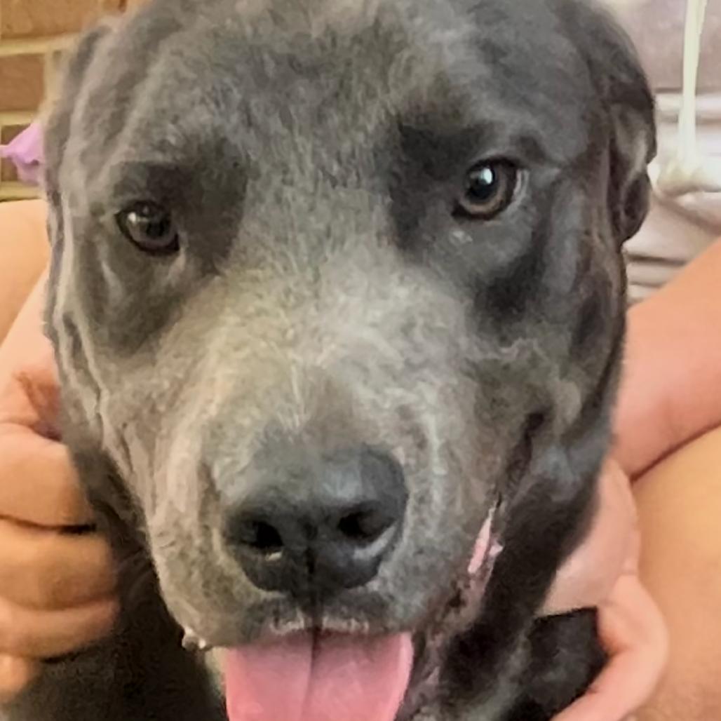 Mulligan, a Adoptable mixed breed in Cordova, TN image 2/4