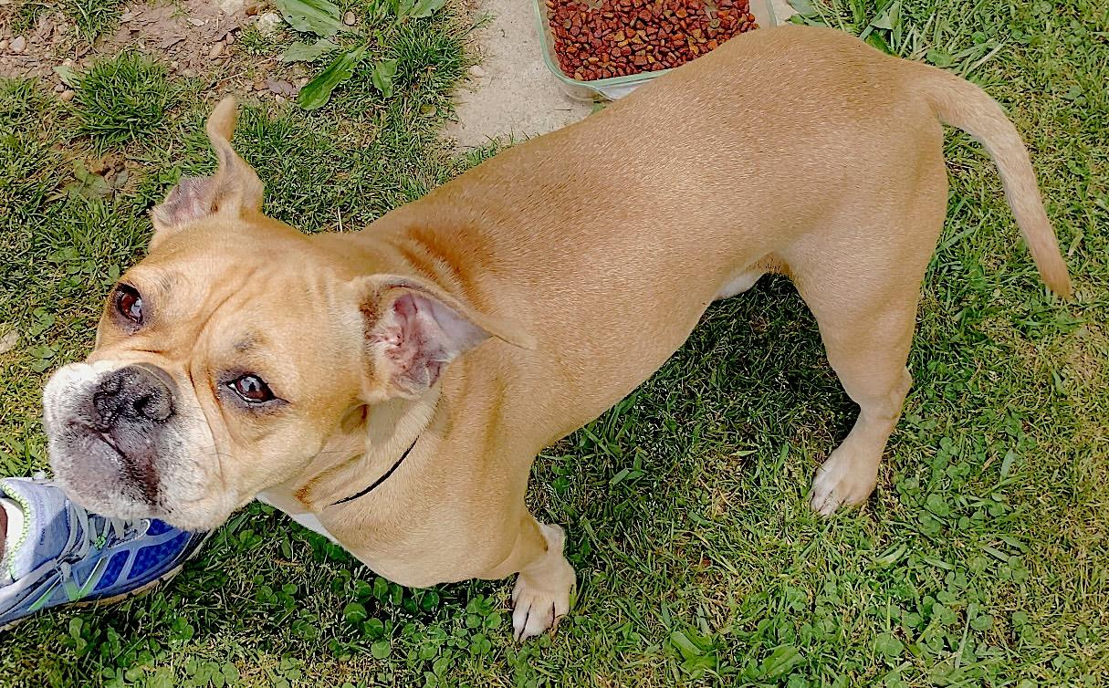 Enlarge Bubbles, a ADOPTABLE mixed breed in Mount Airy, NC image 3/6
