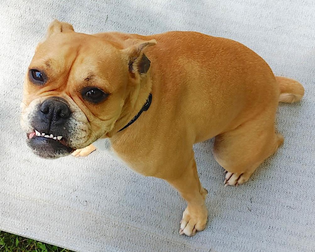Enlarge Bubbles, a ADOPTABLE mixed breed in Mount Airy, NC image 4/6