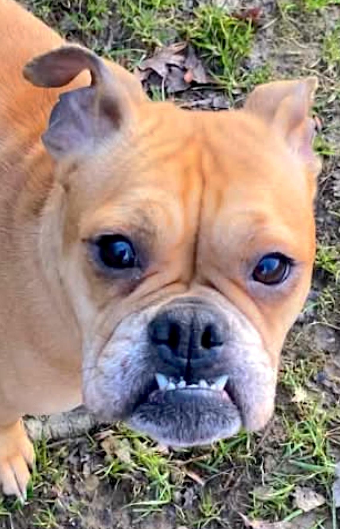 Enlarge Bubbles, a ADOPTABLE mixed breed in Mount Airy, NC image 2/6