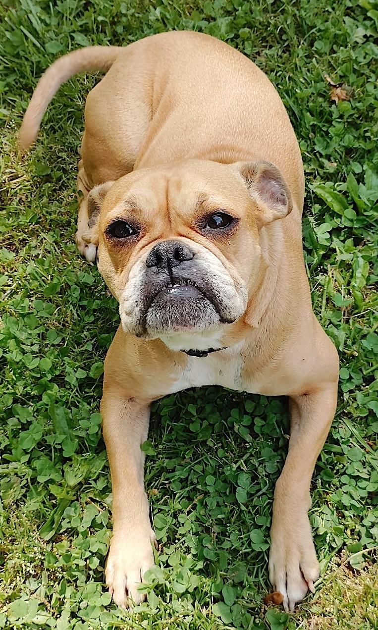 Enlarge Bubbles, a ADOPTABLE mixed breed in Mount Airy, NC image 1/6