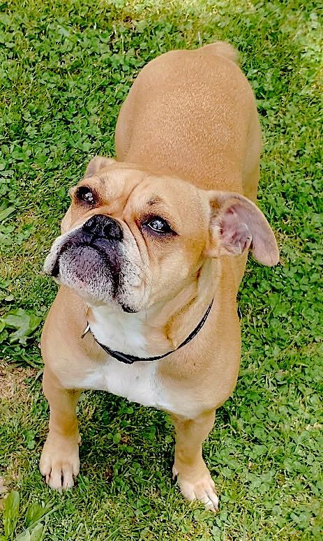 Enlarge Bubbles, a ADOPTABLE mixed breed in Mount Airy, NC image 5/6