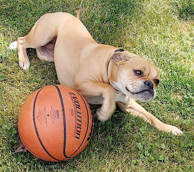 Enlarge Bubbles, a ADOPTABLE mixed breed in Mount Airy, NC image 6/6