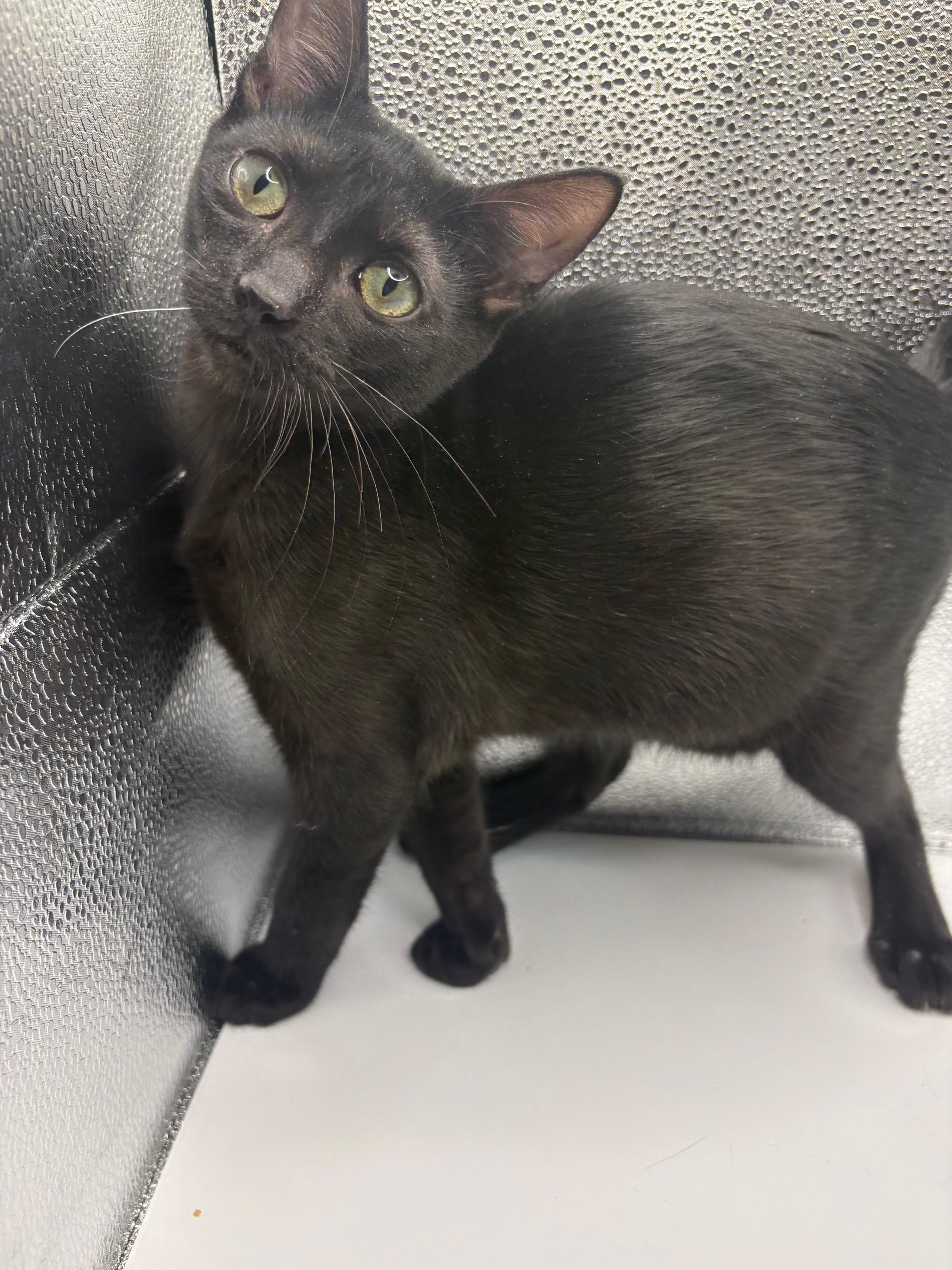 Ozzy, a Adoptable mixed breed in Huntington, NY image 1/3