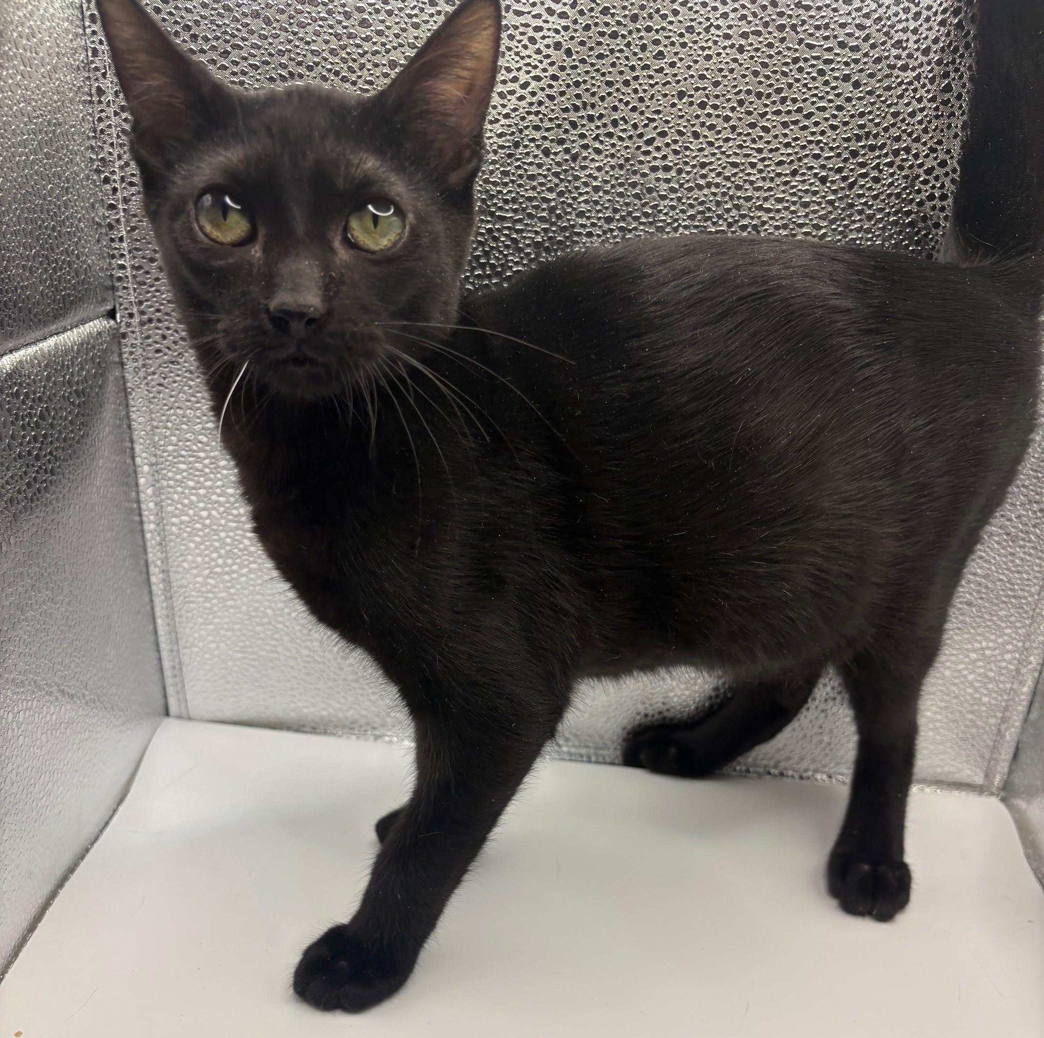 Ozzy, a Adoptable mixed breed in Huntington, NY image 2/3