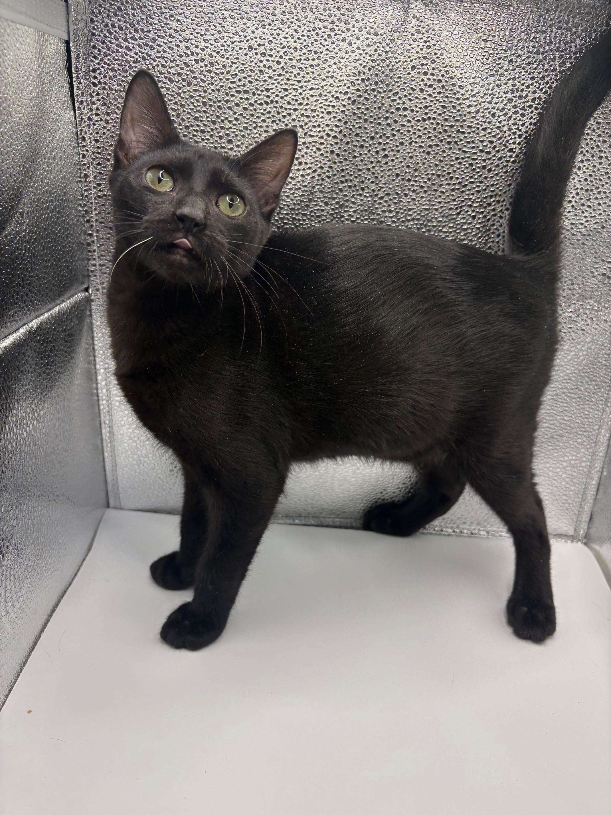 Ozzy, a Adoptable mixed breed in Huntington, NY image 3/3