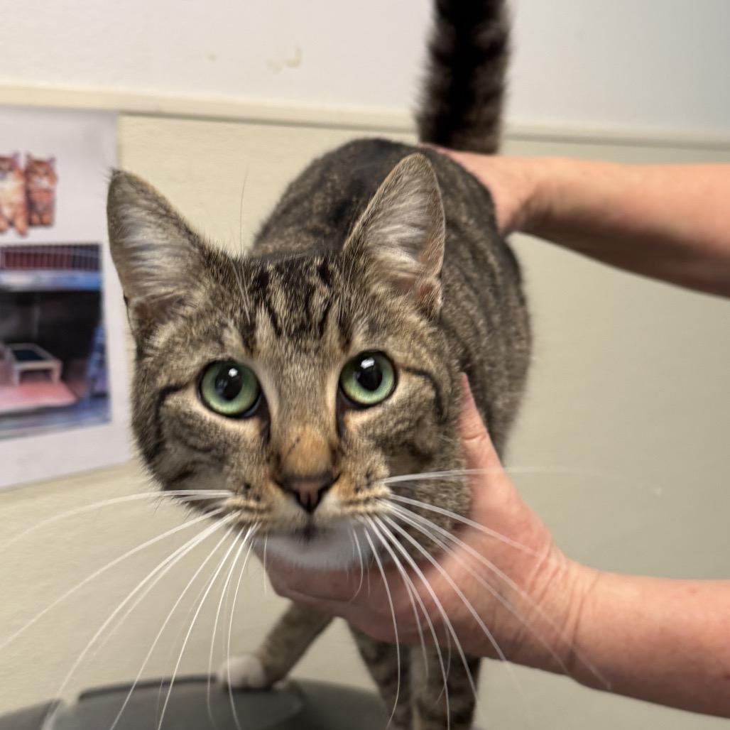 Jinx, Adoptable, Adult Female Domestic Short Hair.