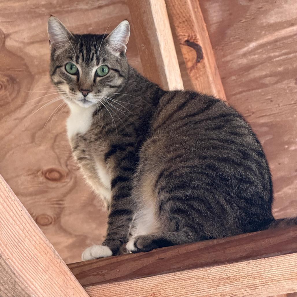 Enlarge Jinx, a Adoptable Domestic Short Hair in Fort Bragg, CA image 2/3