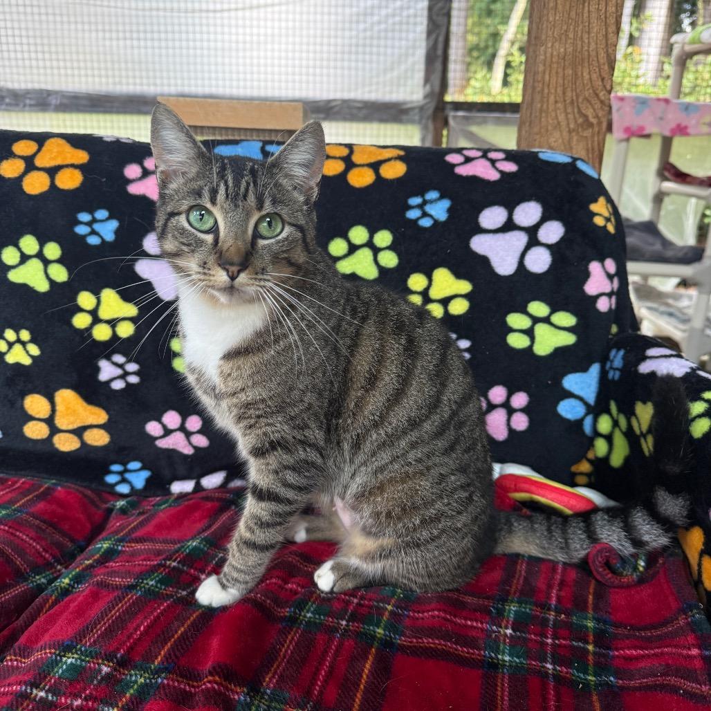 Enlarge Jinx, a Adoptable Domestic Short Hair in Fort Bragg, CA image 2/2