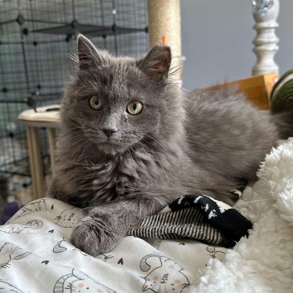 Enlarge Azalea, a Adoptable Domestic Long Hair in Ephrata, PA image 1/3