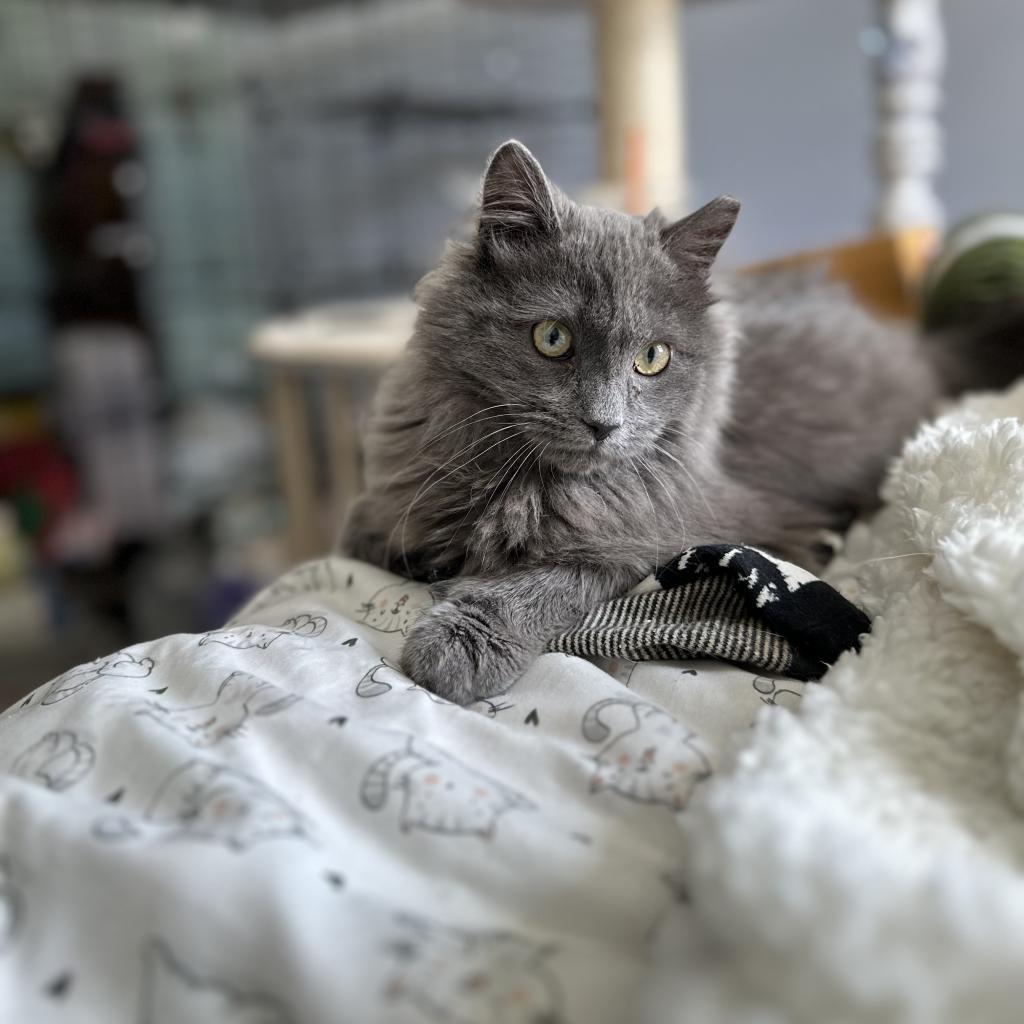 Enlarge Azalea, a Adoptable Domestic Long Hair in Ephrata, PA image 3/3