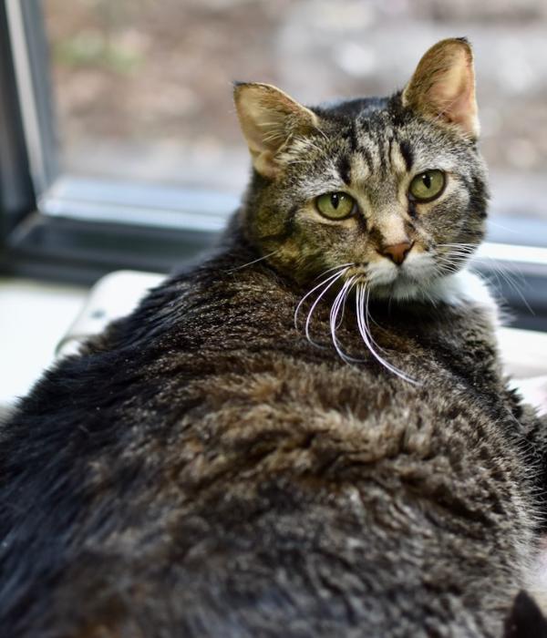 Tiger, Adoptable, Senior Female Domestic Short Hair.