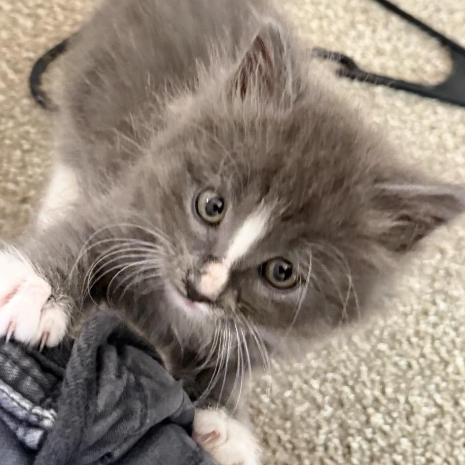 Spike, ADOPTABLE, Kitten Male Domestic Medium Hair.