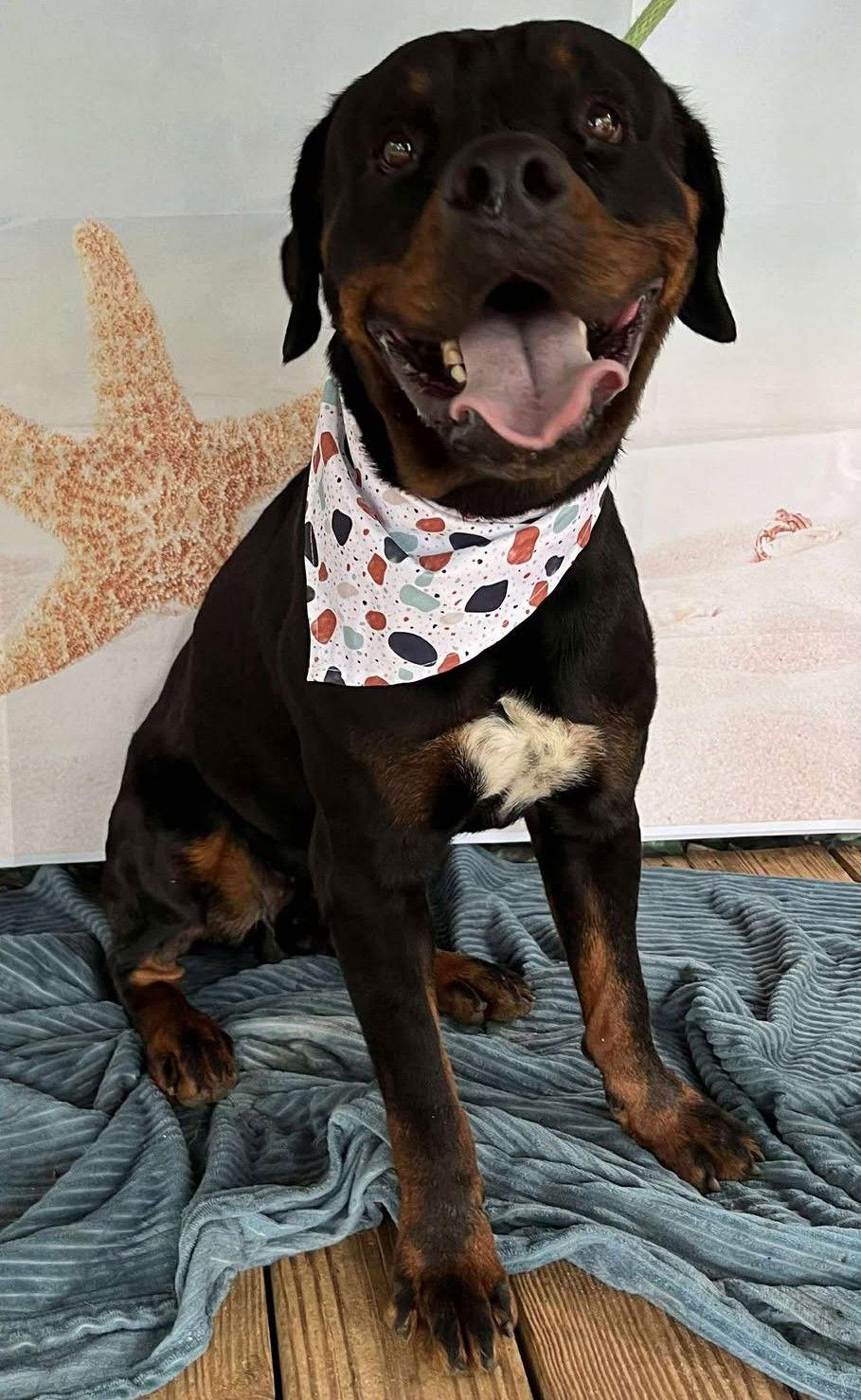 Enlarge Benson, a Adopted Rottweiler in Hillsboro, NH image 1/2