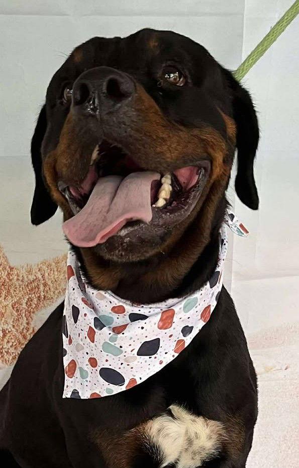 Enlarge Benson, a Adopted Rottweiler in Hillsboro, NH image 2/2
