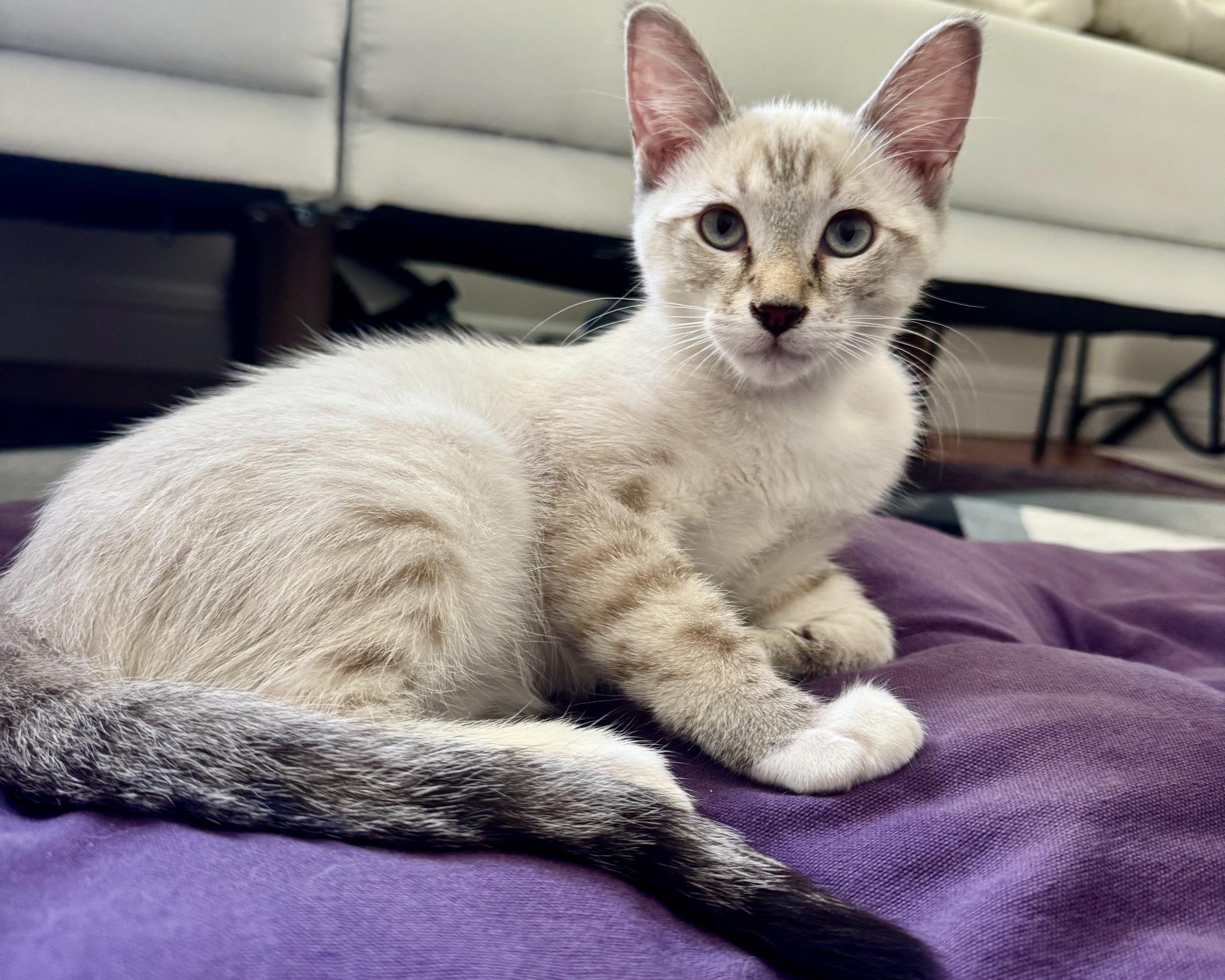 Enlarge Jasper (bonded with Alice), a Adoptable Domestic Short Hair in San Francisco, CA image 2/5