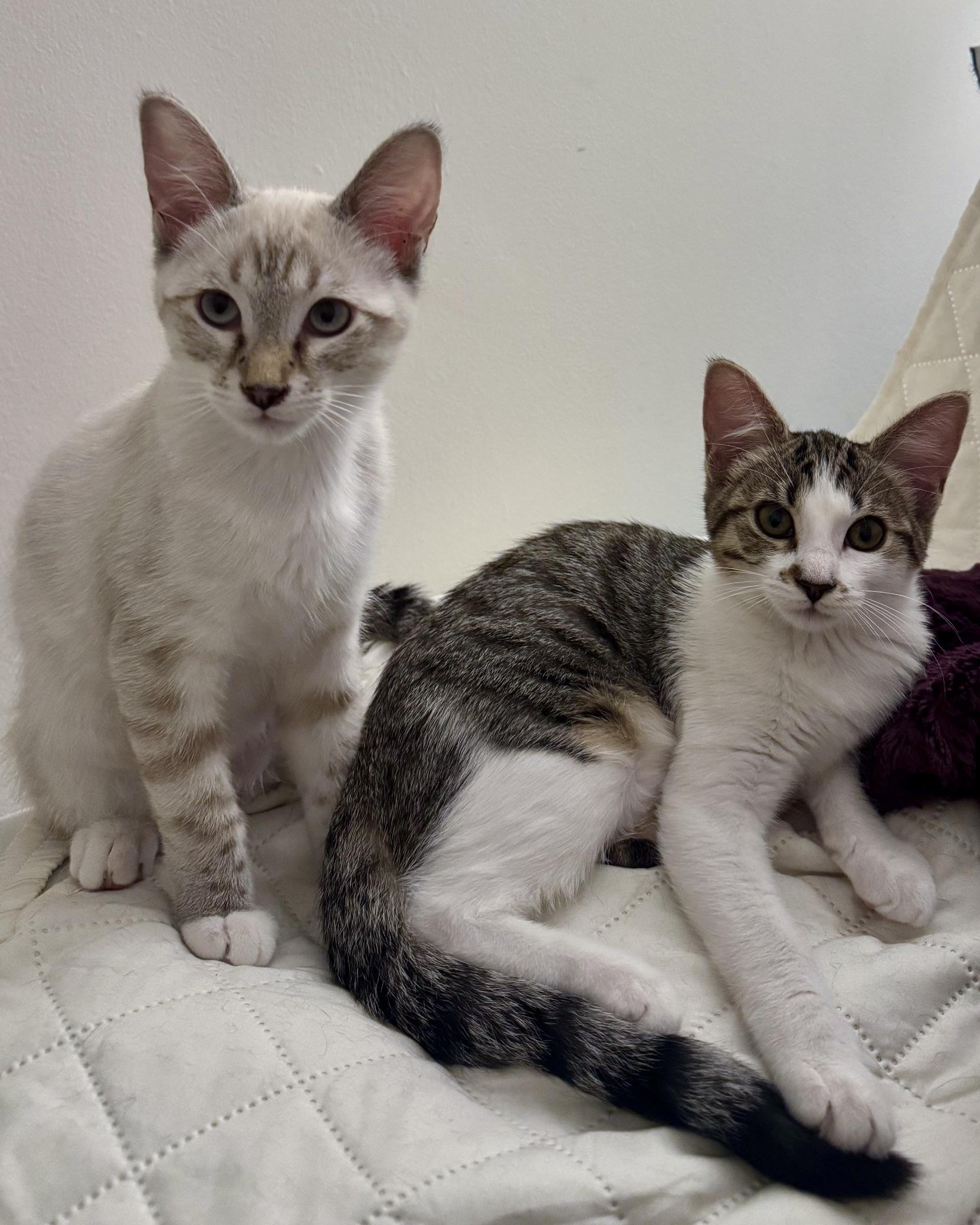 Enlarge Jasper (bonded with Alice), a Adoptable Domestic Short Hair in San Francisco, CA image 3/5