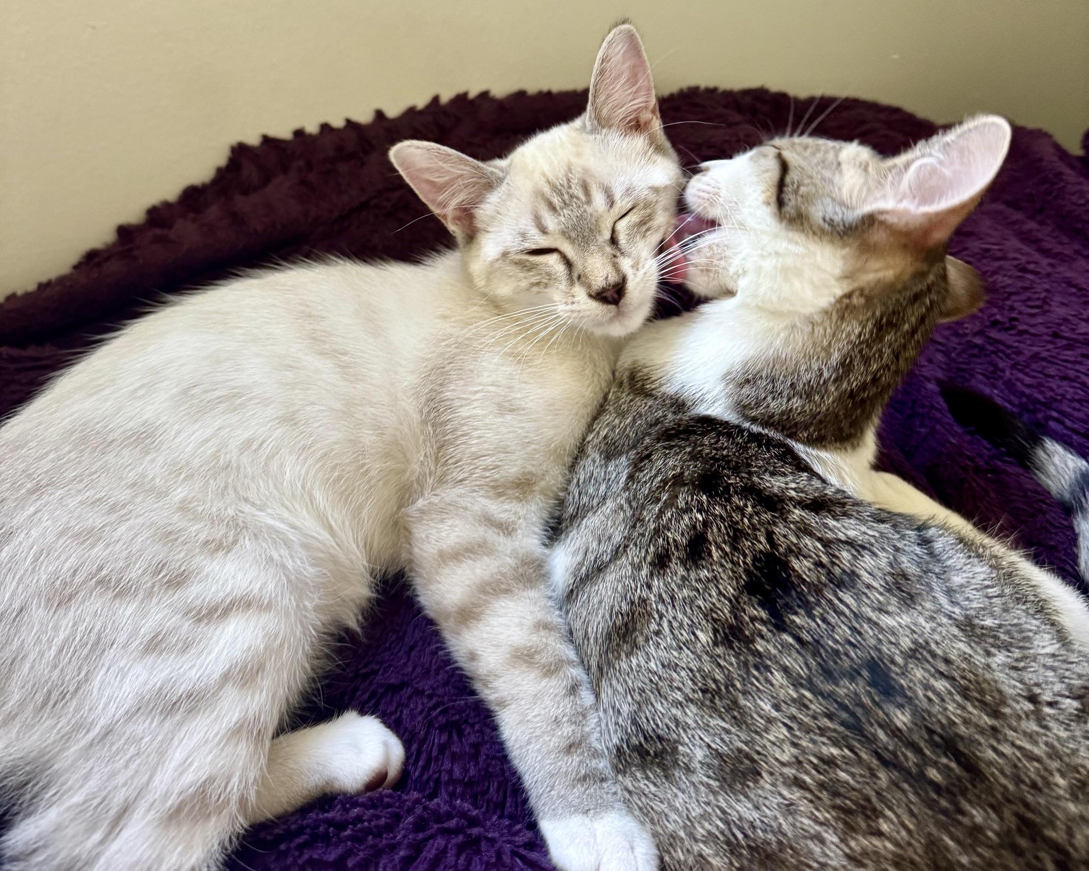 Enlarge Jasper (bonded with Alice), a Adoptable Domestic Short Hair in San Francisco, CA image 4/5