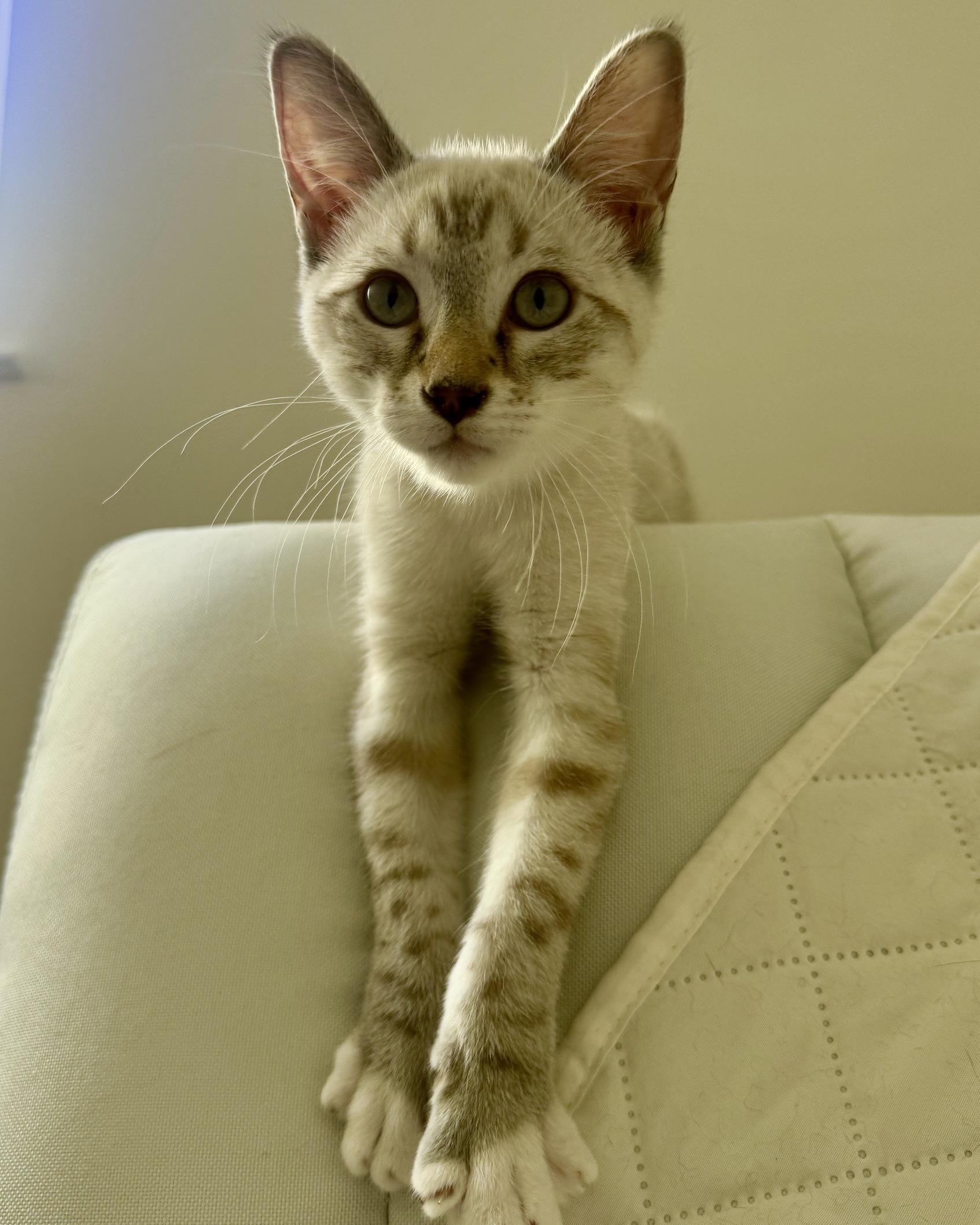 Enlarge Jasper (bonded with Alice), a Adoptable Domestic Short Hair in San Francisco, CA image 5/5