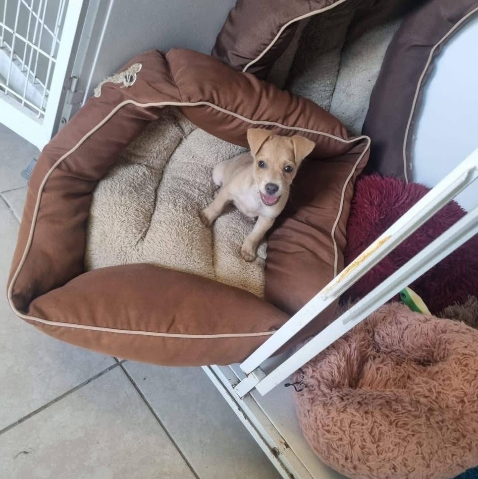 Enlarge Chicken Nugget, a Adopted mixed breed in Christiansted, VI image 2/5