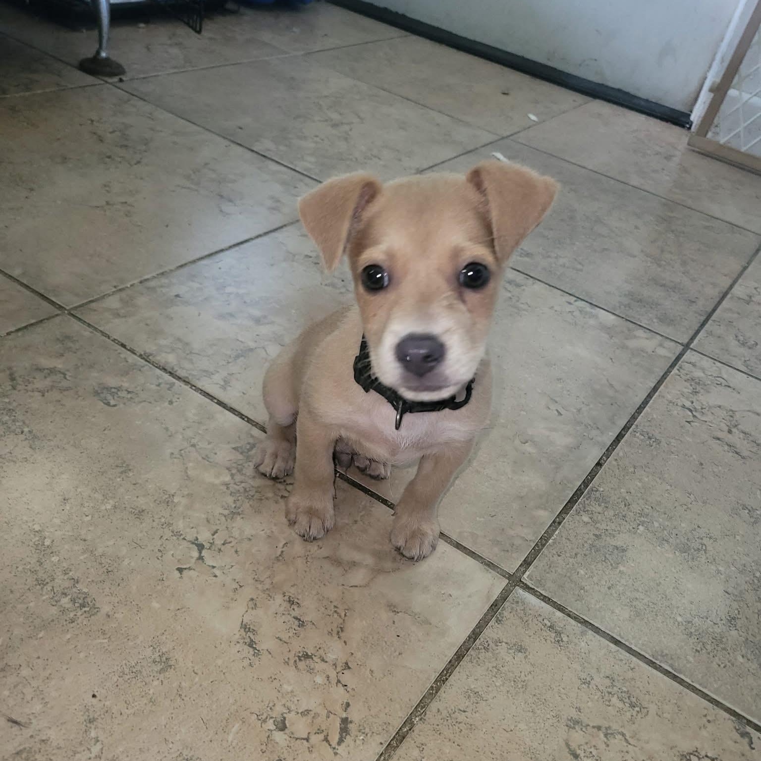Chicken Nugget, Adopted, Puppy Male Mixed Breed.