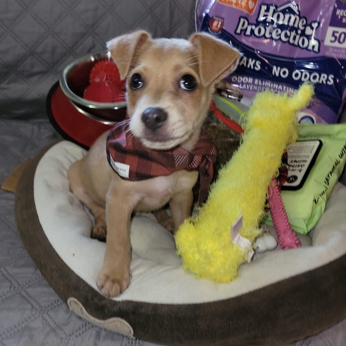 Enlarge Chicken Nugget, a Adopted mixed breed in Christiansted, VI image 4/5