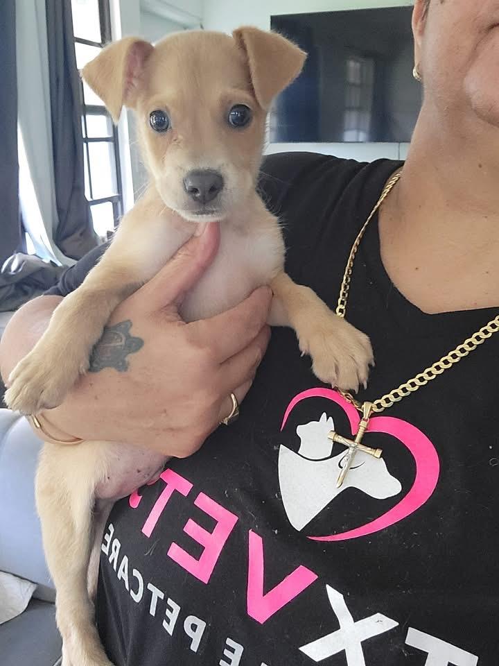 Enlarge Chicken Nugget, a Adopted mixed breed in Christiansted, VI image 5/5