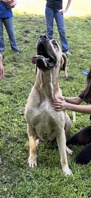 YUKON XL, Adoptable, Adult Female Great Dane & Mastiff.