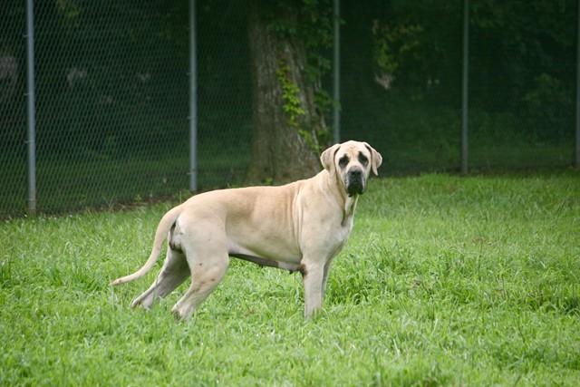 Enlarge YUKON XL, a Adoptable mixed breed in Cookeville, TN image 1/1