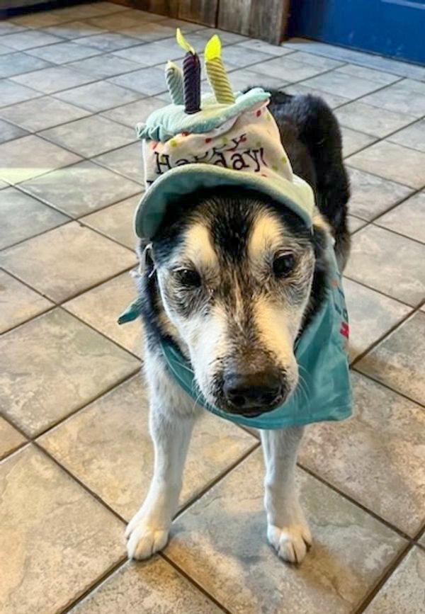 Enlarge Balto - adorable senior boy, a ADOPTABLE mixed breed in Boulder, CO image 1/6