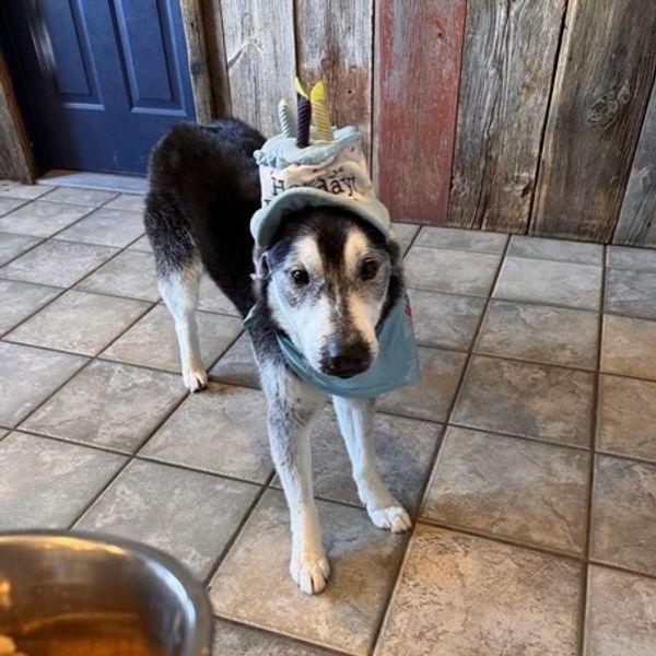 Enlarge Balto - adorable senior boy, a ADOPTABLE mixed breed in Boulder, CO image 3/6