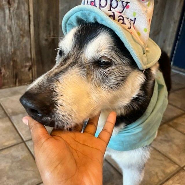 Enlarge Balto - adorable senior boy, a ADOPTABLE mixed breed in Boulder, CO image 4/6