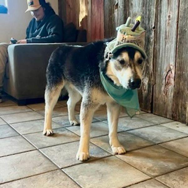 Enlarge Balto - adorable senior boy, a ADOPTABLE mixed breed in Boulder, CO image 6/6