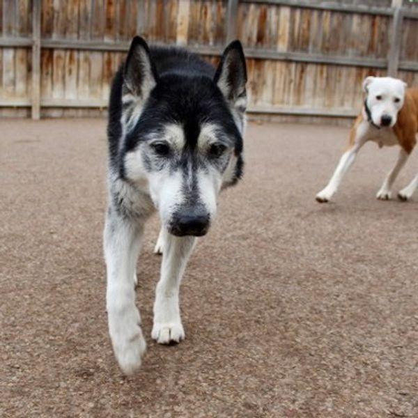 Enlarge Balto - adorable senior boy, a ADOPTABLE mixed breed in Boulder, CO image 2/6