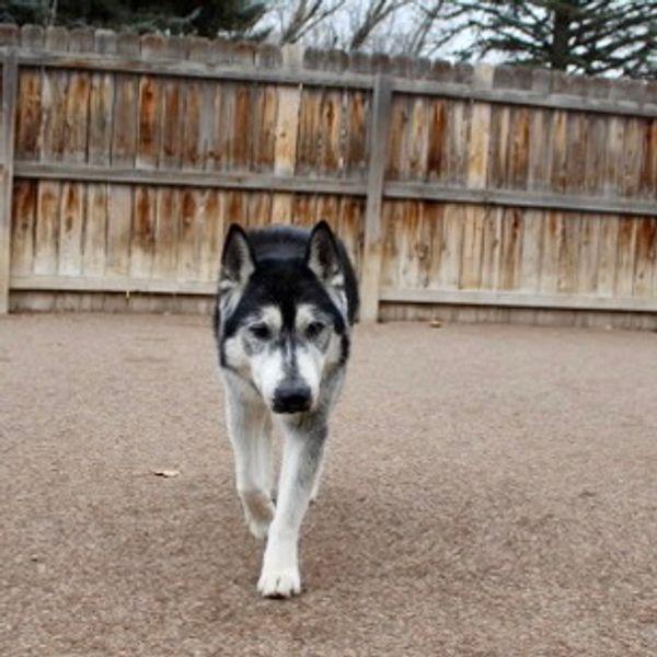 Enlarge Balto - adorable senior boy, a ADOPTABLE mixed breed in Boulder, CO image 5/6