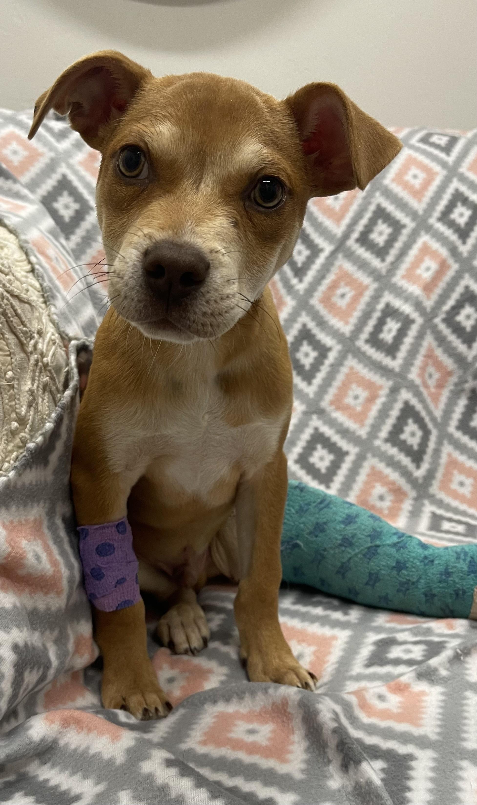 Basil, adoptable, Young Male Pit Bull Terrier.