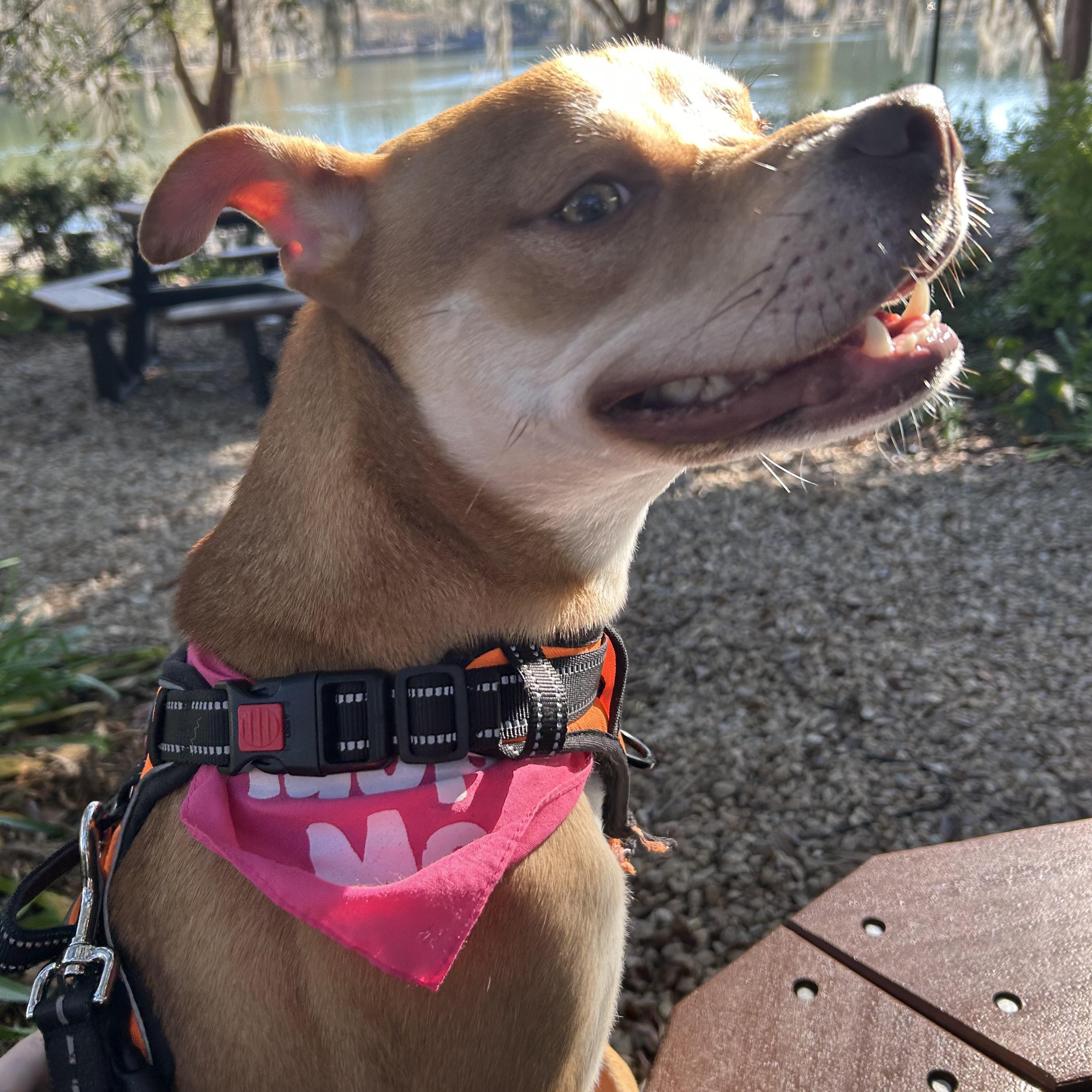 Enlarge Basil, an adoptable mixed breed in Tallahassee, FL image 2/5