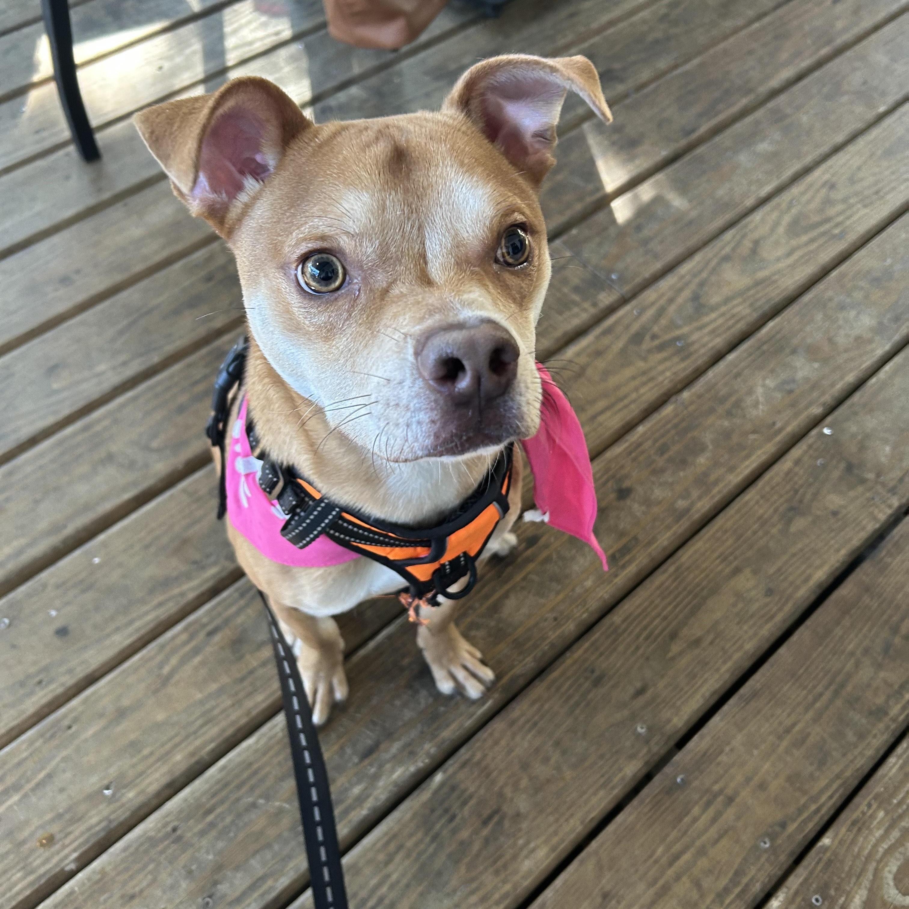 Enlarge Basil, an adoptable mixed breed in Tallahassee, FL image 3/5