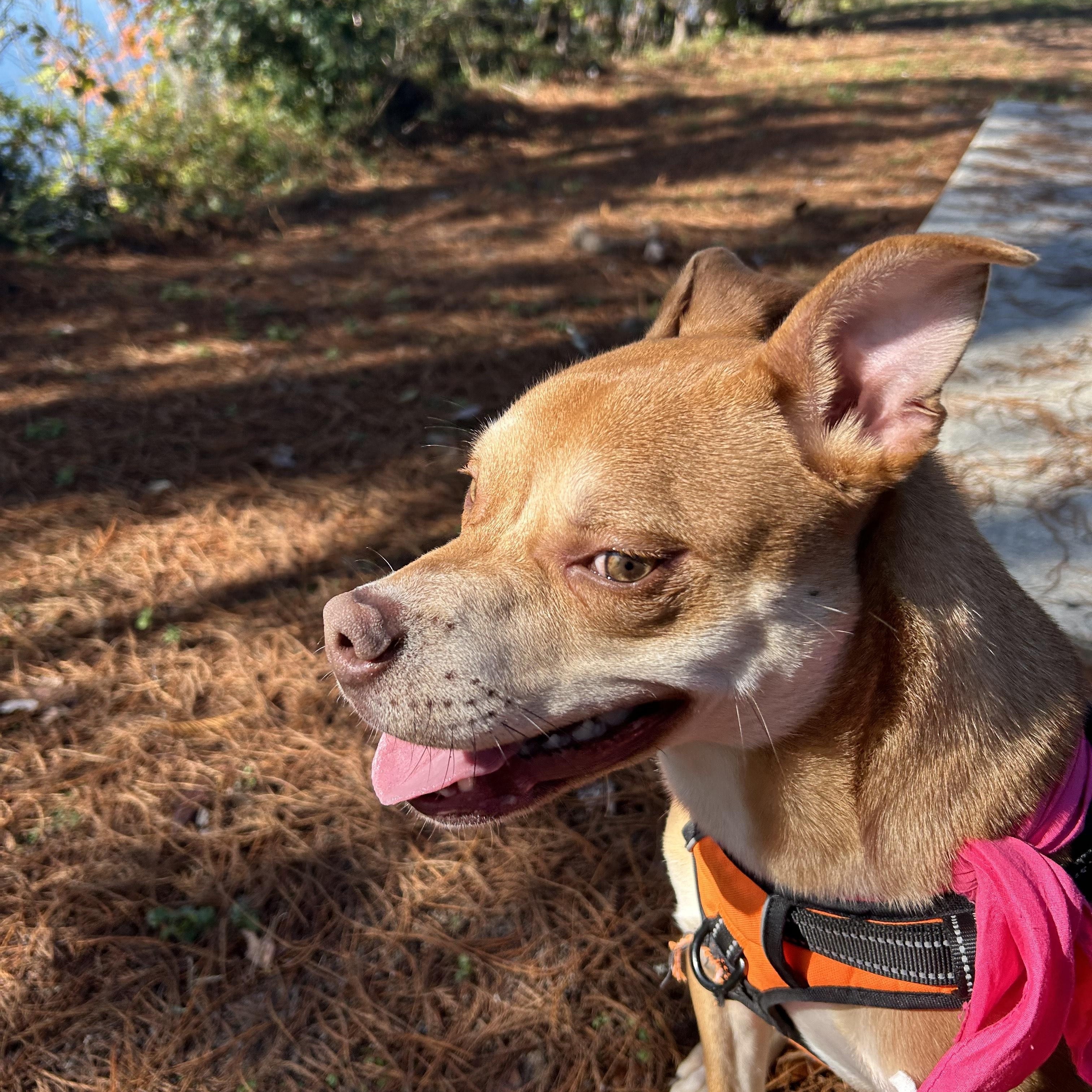 Enlarge Basil, an adoptable mixed breed in Tallahassee, FL image 4/5