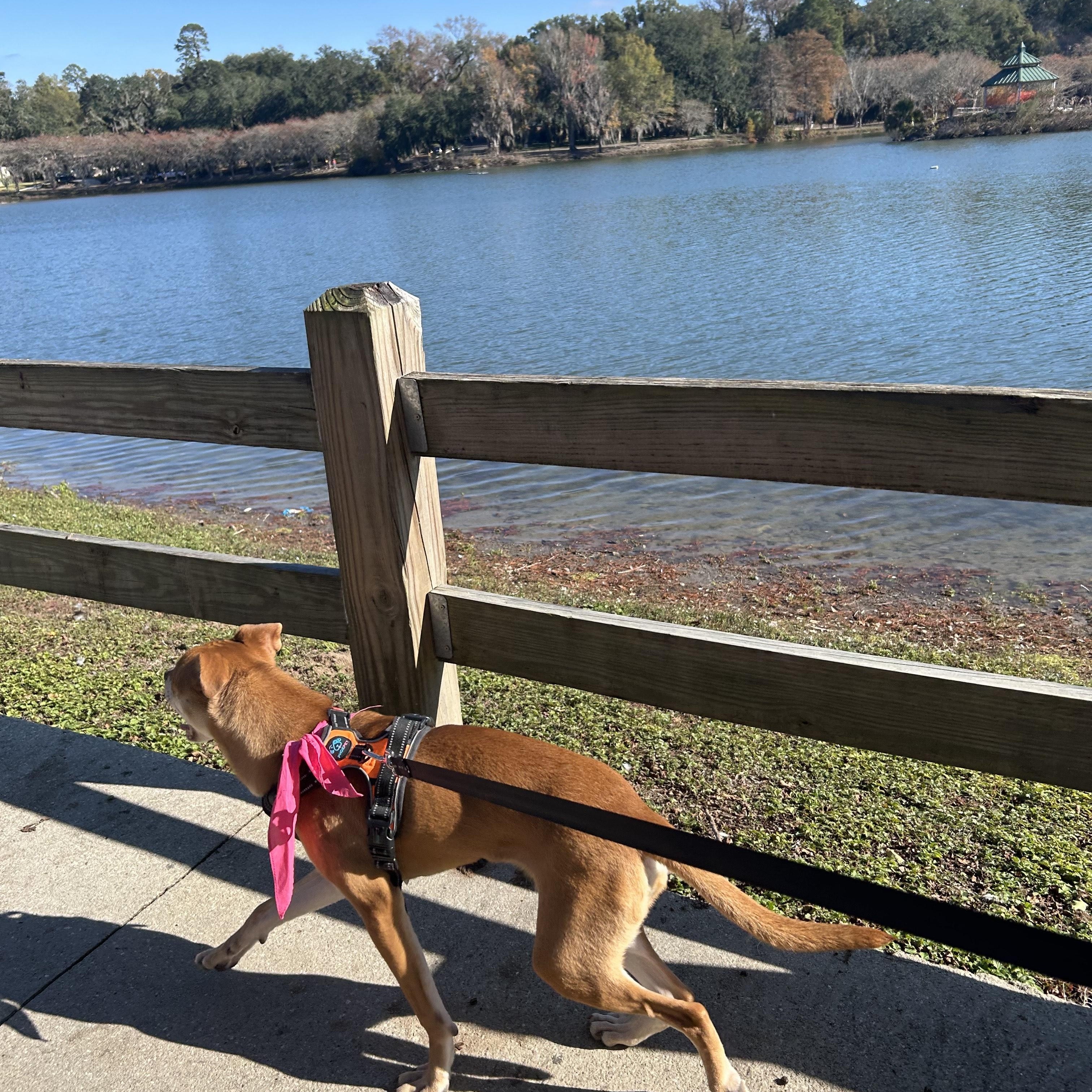 Enlarge Basil, an adoptable mixed breed in Tallahassee, FL image 5/5